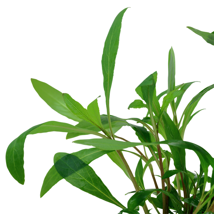 Tropica Hygrophila corymbosa 'Siamensis 53B' - Topf – weitere Ansicht