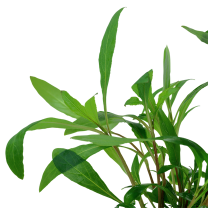 Tropica Hygrophila corymbosa 'Siamensis 53B' - Topf – weitere Ansicht