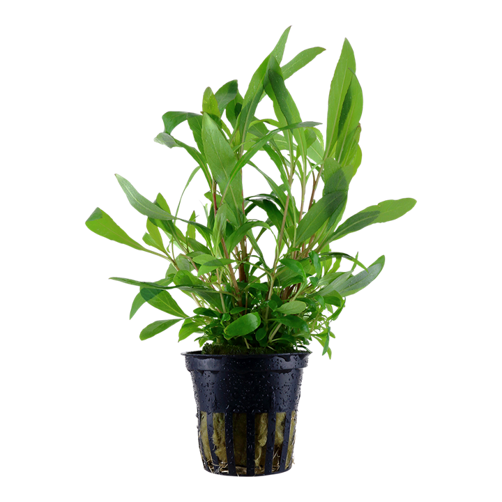 Tropica Hygrophila corymbosa 'Siamensis 53B' - Topf – Topfpflanze