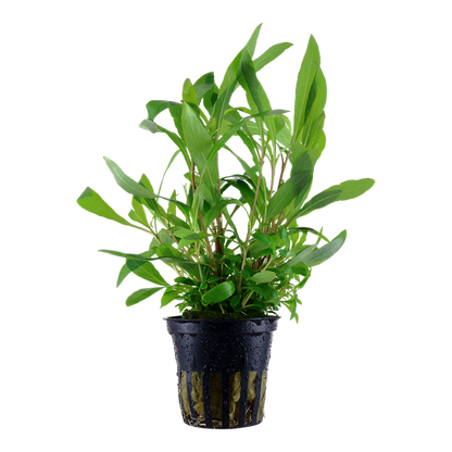Tropica Hygrophila corymbosa 'Siamensis 53B' - Topf – Topfpflanze