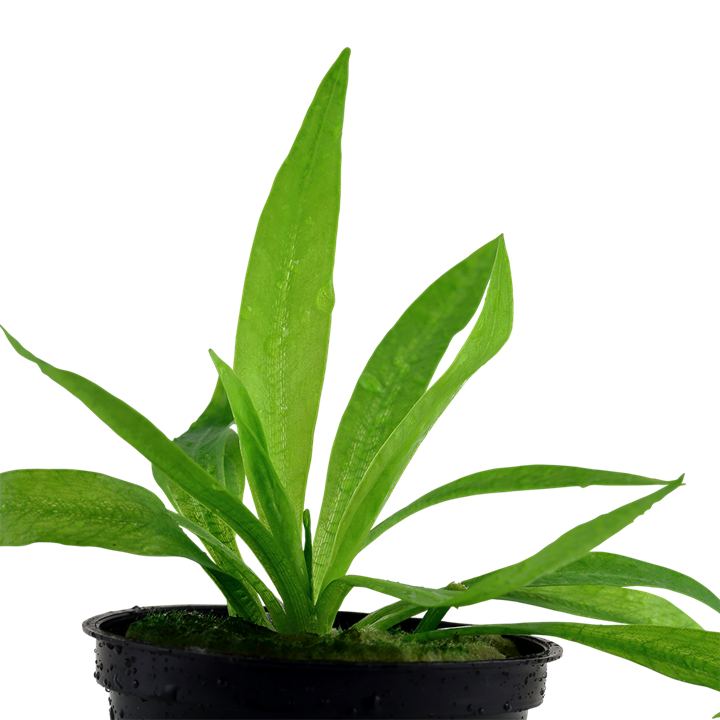 Tropica Helanthium bolivianum "quadricostatus" - Topf – weitere Ansicht
