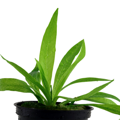 Tropica Helanthium bolivianum "quadricostatus" - Topf – weitere Ansicht