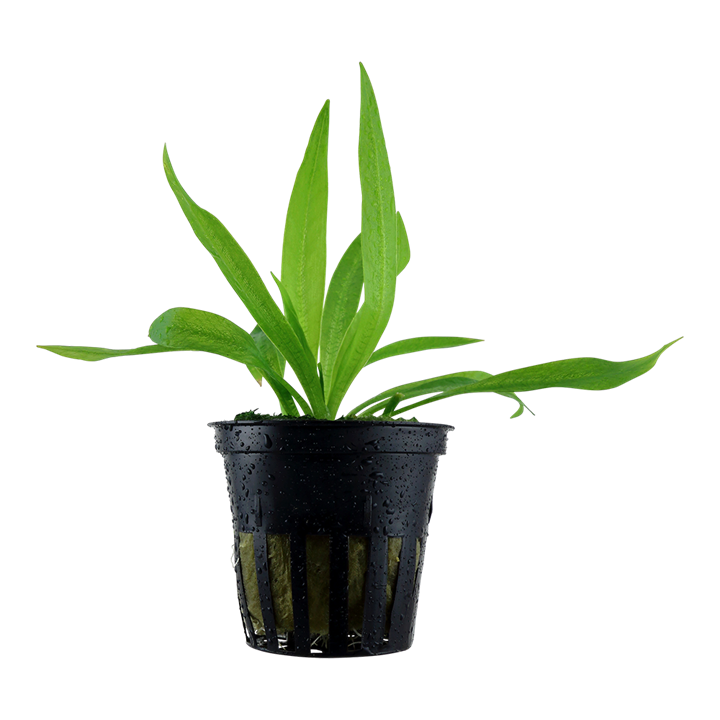 Tropica Helanthium bolivianum "quadricostatus" - Topf – Topfpflanze