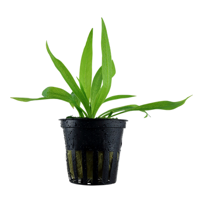 Tropica Helanthium bolivianum "quadricostatus" - Topf – Topfpflanze