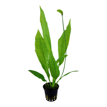 Tropica Echinodorus grisebachii 'Bleherae' - Topf – weitere Ansicht