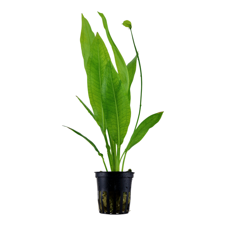 Tropica Echinodorus grisebachii 'Bleherae' - Topf – Topfpflanze