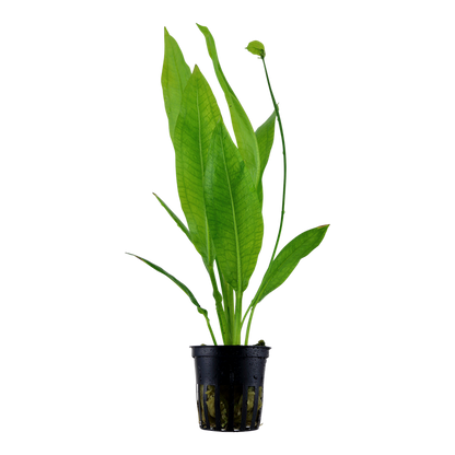 Tropica Echinodorus grisebachii 'Bleherae' - Topf – Topfpflanze