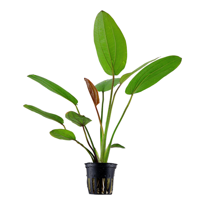 Tropica Echinodorus x barthii – Topfpflanze
