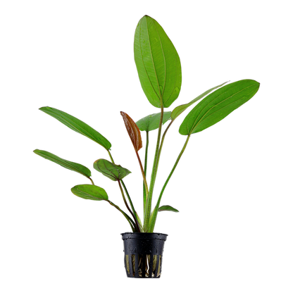 Tropica Echinodorus x barthii – Topfpflanze