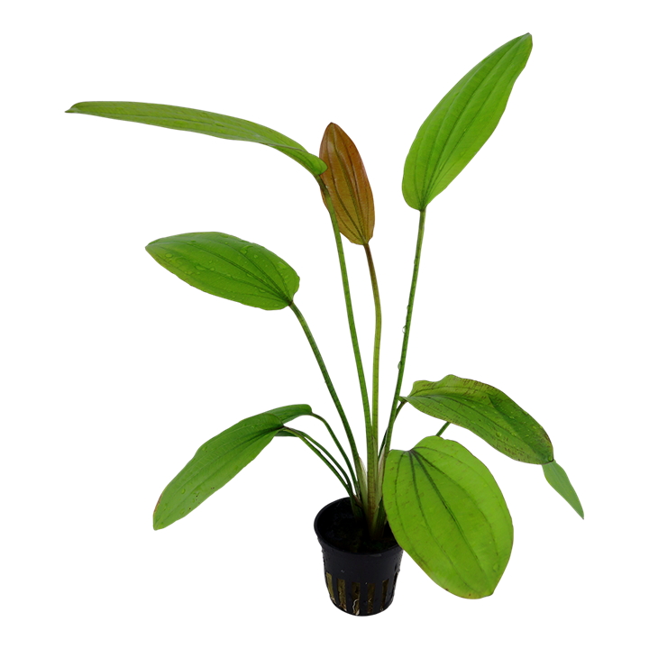 Tropica Echinodorus Rosé – weitere Ansicht