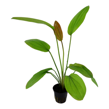 Tropica Echinodorus Rosé – weitere Ansicht