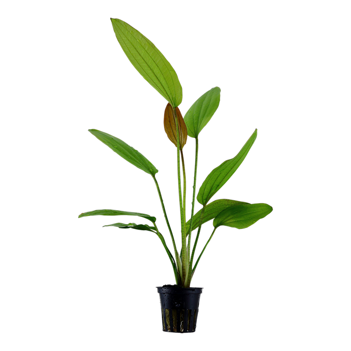 Tropica Echinodorus Rosé – Topfpflanze
