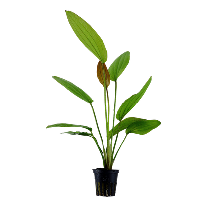 Tropica Echinodorus Rosé – Topfpflanze