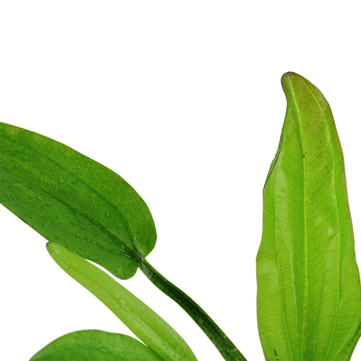 Tropica Echinodorus cordifolius "Fluitans" - Topf – weitere Ansicht