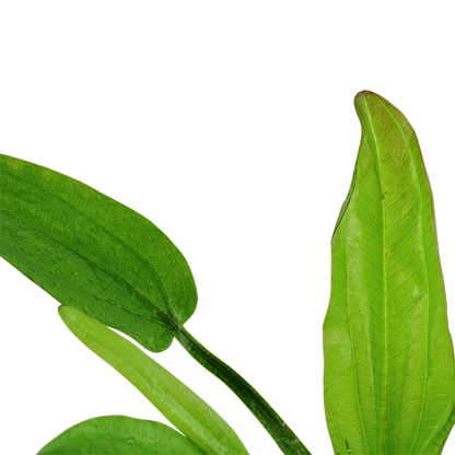 Tropica Echinodorus cordifolius "Fluitans" - Topf – weitere Ansicht