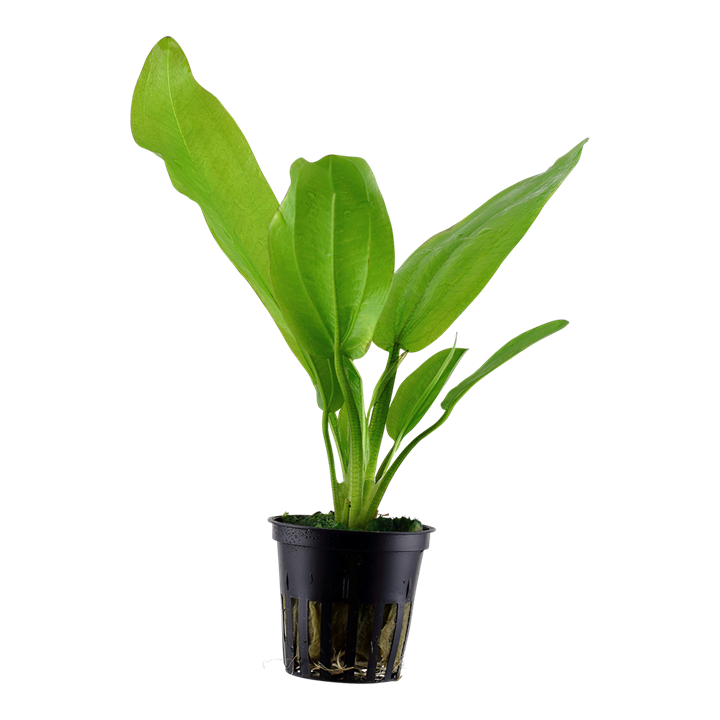 Tropica Echinodorus cordifolius "Fluitans" - Topf – Topfpflanze