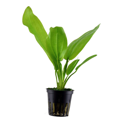Tropica Echinodorus cordifolius "Fluitans" - Topf – Topfpflanze