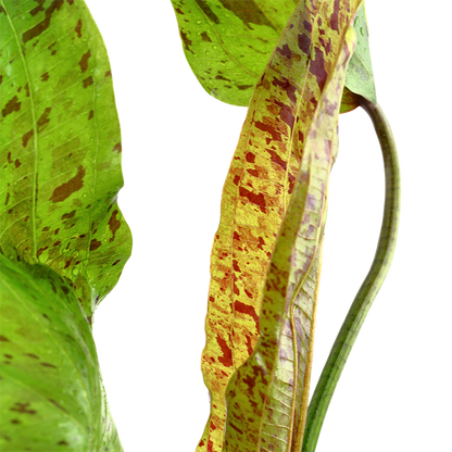 Tropica Echinodorus 'Ozelot Green' - Topf – weitere Ansicht