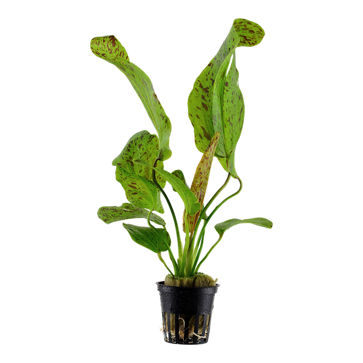 Tropica Echinodorus 'Ozelot Green' - Topf – Topfpflanze