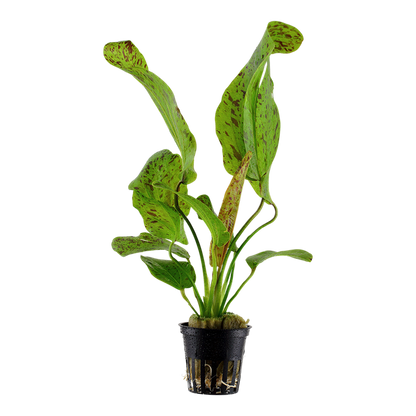 Tropica Echinodorus 'Ozelot Green' - Topf – Topfpflanze