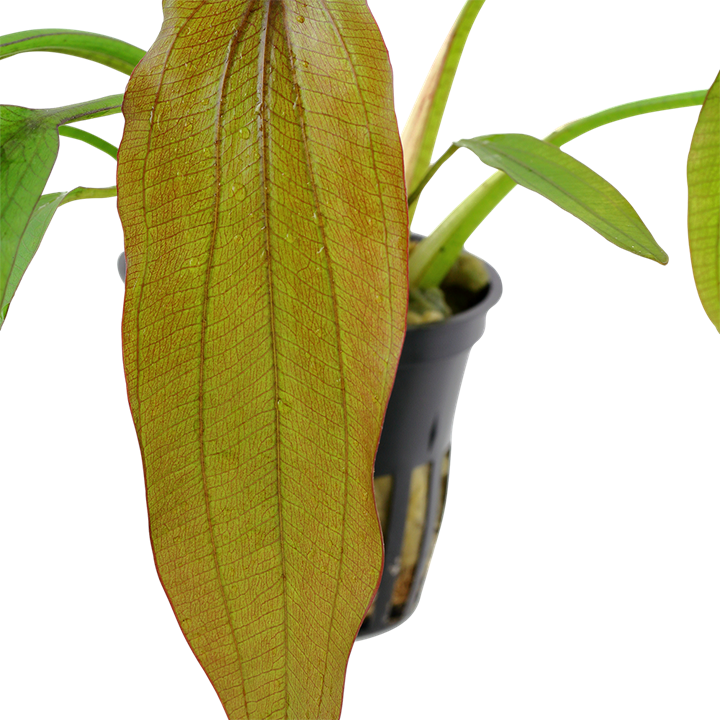 Tropica Echinodorus 'Red Diamond' - Topf – weitere Ansicht