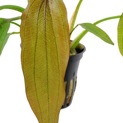 Tropica Echinodorus 'Red Diamond' - Topf – weitere Ansicht