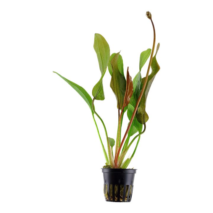 Tropica Echinodorus 'Red Diamond' - Topf – Topfpflanze
