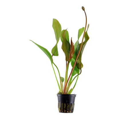 Tropica Echinodorus 'Red Diamond' - Topf – Topfpflanze