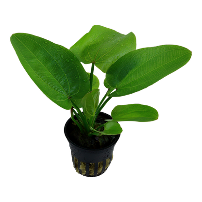 Tropica Echinodorus 'Aquartica' - Topf – weitere Ansicht