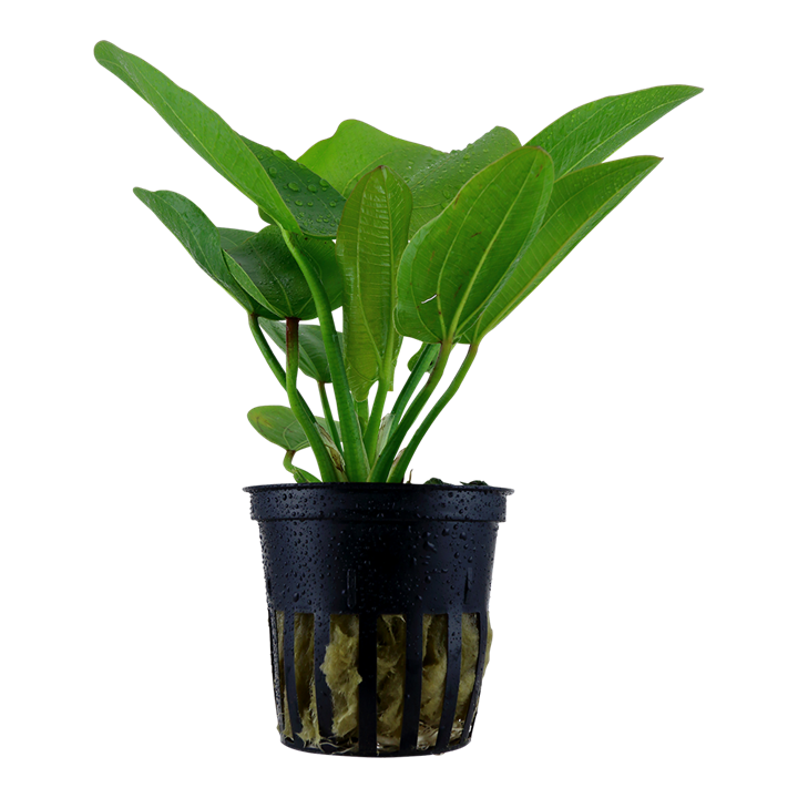Tropica Echinodorus 'Aquartica' - Topf – Topfpflanze