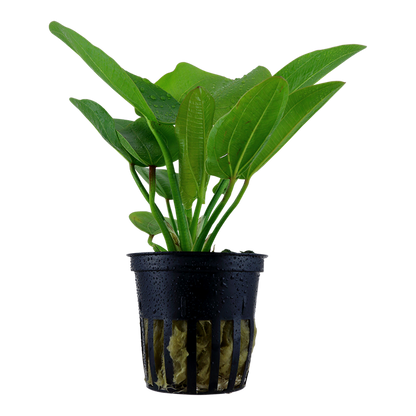 Tropica Echinodorus 'Aquartica' - Topf – Topfpflanze