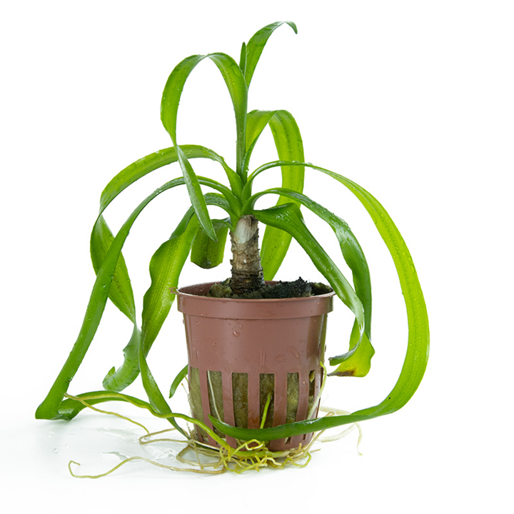 Tropica Crinum thaianum - Topf – Topfpflanze
