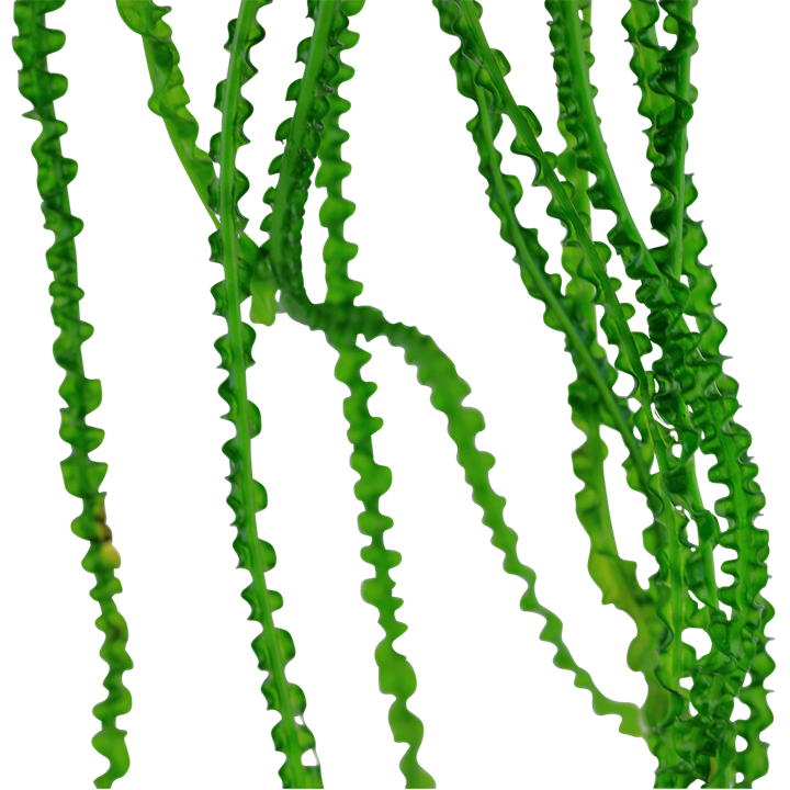 Tropica Crinum calamistratum - Topf – weitere Ansicht