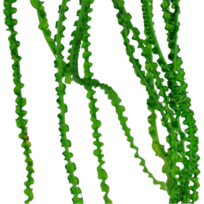 Tropica Crinum calamistratum - Topf – weitere Ansicht