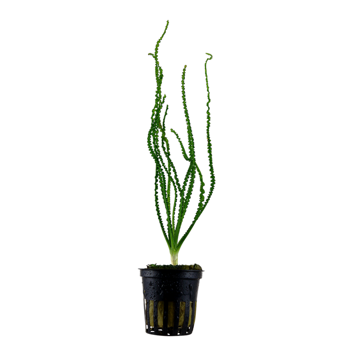 Tropica Crinum calamistratum - Topf – Topfpflanze