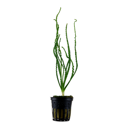 Tropica Crinum calamistratum - Topf – Topfpflanze
