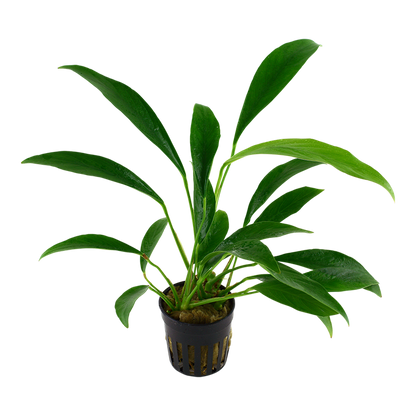 Tropica Anubias barteri var. glabra - Topf – weitere Ansicht