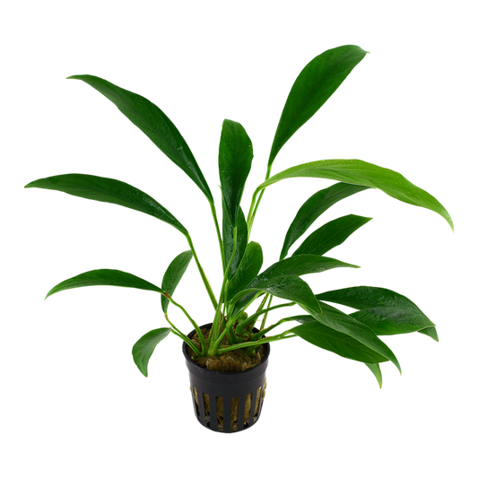 Tropica Anubias barteri var. glabra - Topf – weitere Ansicht