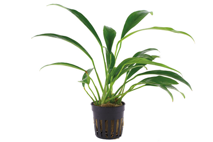 Tropica Anubias barteri var. glabra - Topf – Topfpflanze