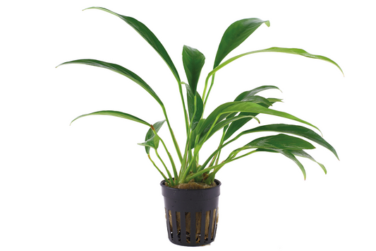 Tropica Anubias barteri var. glabra - Topf – Topfpflanze