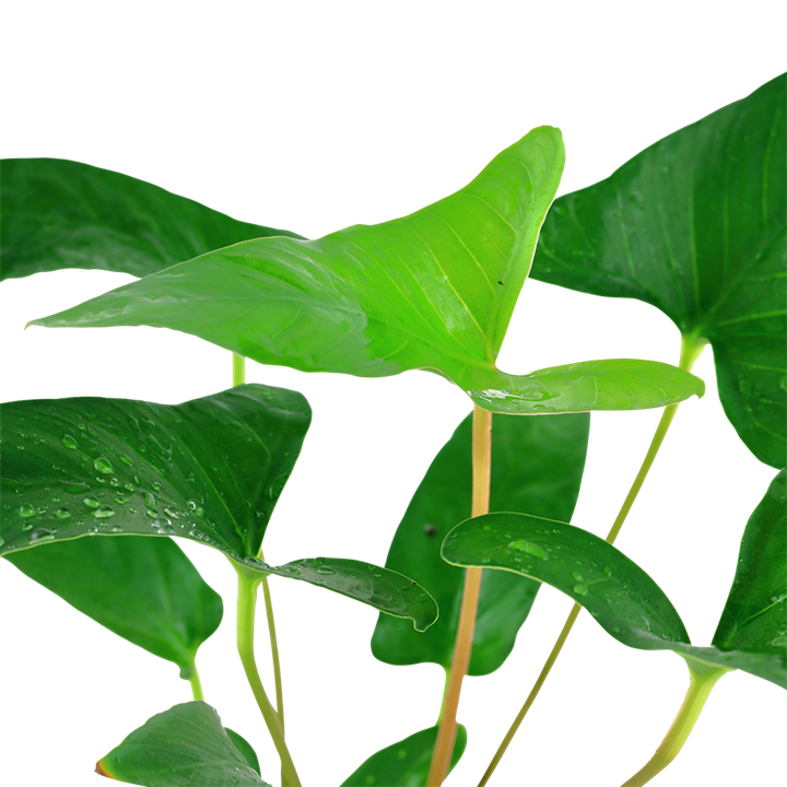 Tropica Anubias gracilis - Topf – weitere Ansicht