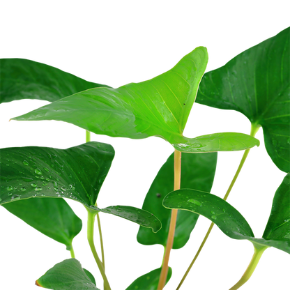 Tropica Anubias gracilis - Topf – weitere Ansicht