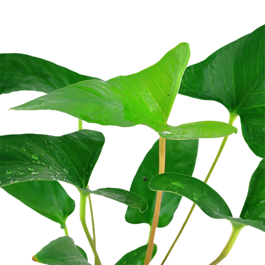 Tropica Anubias gracilis - Topf – weitere Ansicht