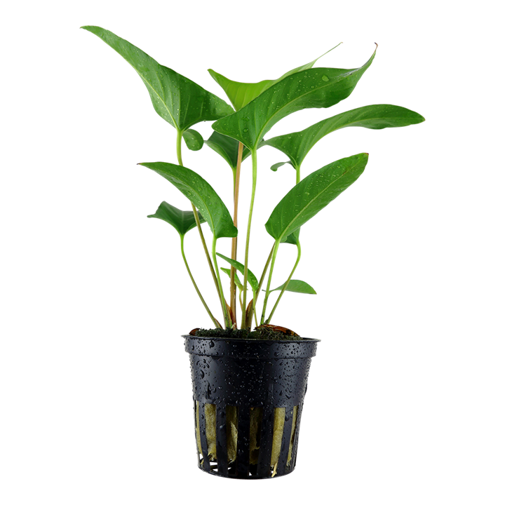 Tropica Anubias gracilis - Topf – Topfpflanze