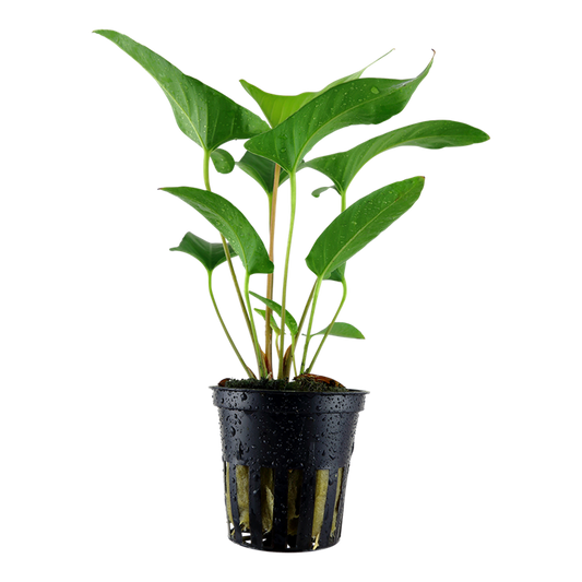 Tropica Anubias gracilis - Topf – Topfpflanze