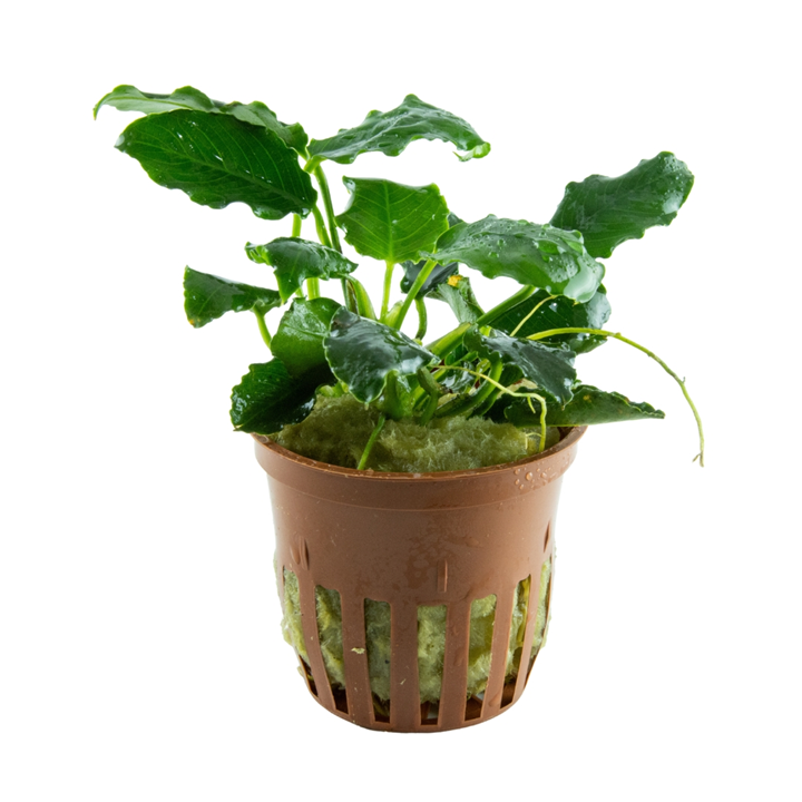 Tropica Anubias barteri var. nana 'Kirin' - Topf – Topfpflanze