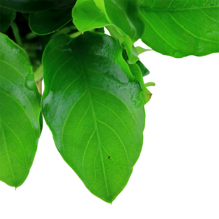 Tropica Anubias barteri var. nana 'Large' - Topf – weitere Ansicht