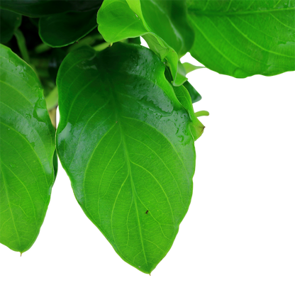 Tropica Anubias barteri var. nana 'Large' - Topf – weitere Ansicht