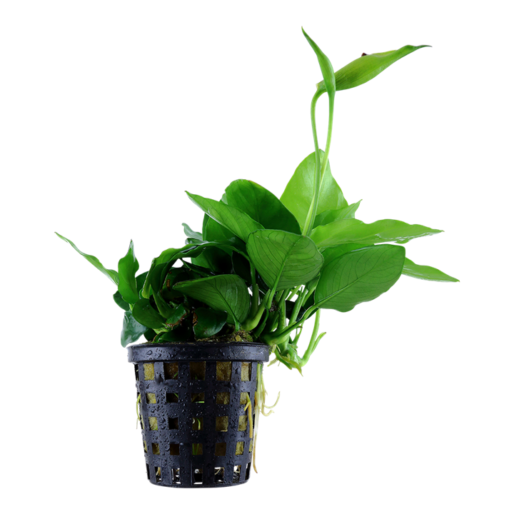 Tropica Anubias barteri var. nana 'Large' - Topf – Topfpflanze