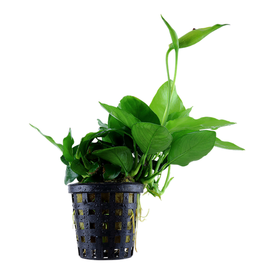 Tropica Anubias barteri var. nana 'Large' - Topf – Topfpflanze